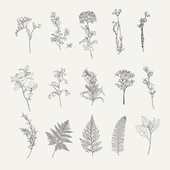 herbs flowers line drawing vintage design vector