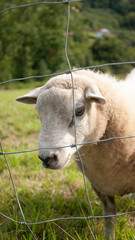 Oveja tras valla en campo cercado
