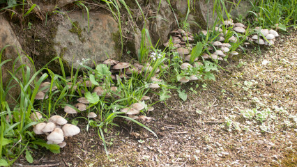 Setas junto al camino