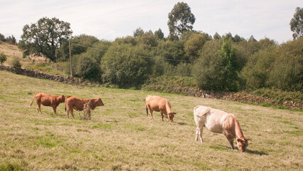 Vacas en ladera de monte