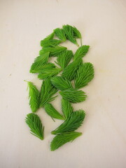 Fototapeta na wymiar Young spruce tips: fresh shoots from spruce tree on a wooden board