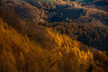 Charming autumn landscape in the Carpathian Mountains of Romania. Rusty or yellow trees.