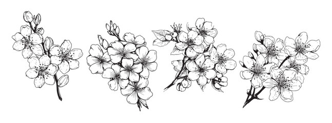 Cherry blossom set sketch hand drawn in comic style.Vector Garden flowers © BigJoy