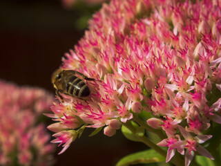 bee on flower