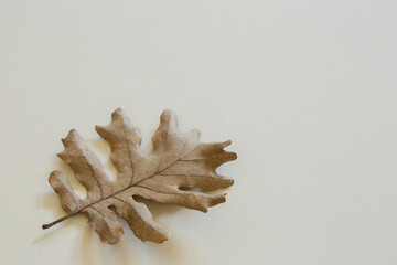 natural background - beige autumn dry Oak leaf on white close up with copy space