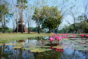 Sukhothai Historical park and a pond filled with colorful water Lily against blue sky.