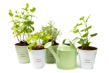 Garden herbs in pots and watering can for flowers isolated on a white background. Rosemary, mint, oregano and strawberry. Spicy spices. Assorted fresh herbs. Homemade aromatic and culinary herbs.