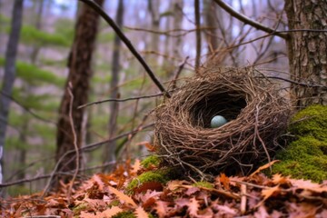 nest on forest floor with a blurred tree-filled background