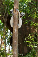 Lémurien, Propithéque de Coquerel , Propithecus coquerili, Madagascar