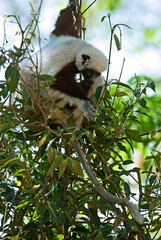 Lémurien, Propithéque de Coquerel , Propithecus coquerili, Madagascar
