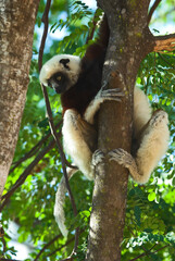 Lémurien, Propithéque de Coquerel , Propithecus coquerili, Madagascar