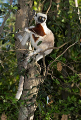Lémurien, Propithéque de Coquerel , Propithecus coquerili, Madagascar
