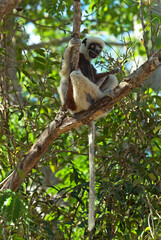 Lémurien, Propithéque de Coquerel , Propithecus coquerili, Madagascar