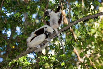 Lémurien, Propithéque de Coquerel , Propithecus coquerili, Madagascar