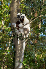 Lémurien, Propithéque de Coquerel , Propithecus coquerili, Madagascar