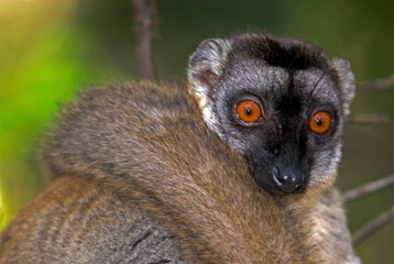 Lémurien, Lémur brun, femelle,  Eulemur fulvus,. Madagascar