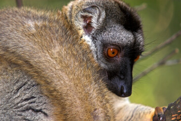 Lémurien, Lémur brun, femelle,  Eulemur fulvus,. Madagascar