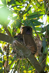 Lémurien, Petit Hapalémur ,, Hapalemur griseus, Madagascar