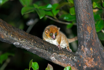 Microcébe roux, lémurien,  Microcebus rufus, Madagascar