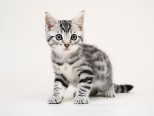 Obraz premium 白背景のアメリカンショートヘア