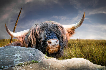  a Scottish Highland Cow behind a rock on a grassland