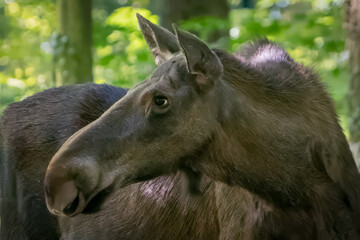 close-up of a moose in the forest