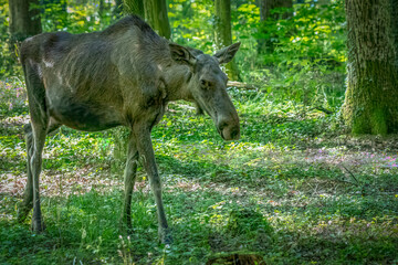 a moose walking through the forest