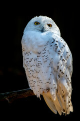 a white snowy owl on a branch before a black background