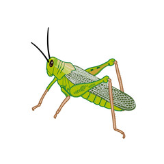 green locust grasshopper isolated on white