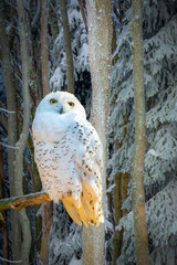 a white snowy owl on a brach in a snow covered forest in witer