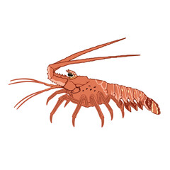lobster illustration vector