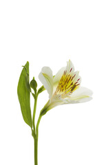 One white yellow flower plant alstroemeria isolate on white background macro close-up