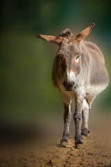 vertical portrait of a staning donkey against a green background