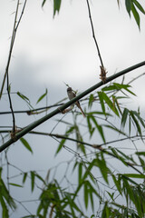 a brown shrike on top of the bamboo preying and hunting for food 
