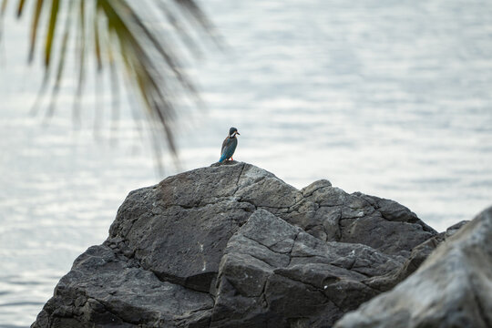 a malnourish Common Kingfisher is waiting to catch a fish while being aware on its surroundings
