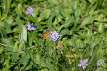 Wall Brown Butterfly (Lasiommata megera) sitting on a small scabious in Zurich, Switzerland
