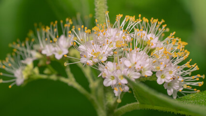 Macro image of tiny blossoms with bright yellow anthers.