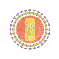 HIV, human immunodeficiency virus