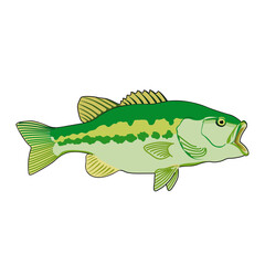 fish on white background
