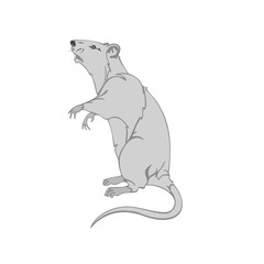 mouse illustration vector cartoon rat 