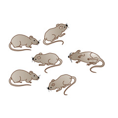 set of mouse rats