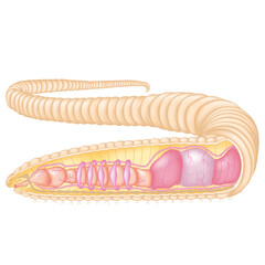 Digestive, cardiovascular and nervous systems of the earthworm