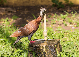 Thirsty bird