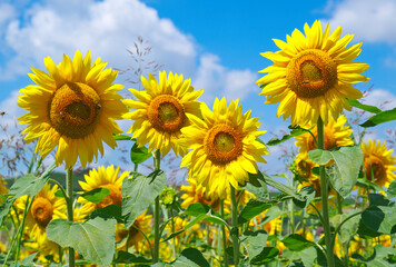 Close up of some sunflowers in a field. Field of sunflowers on a windy summer day. In the background the blue sky with white clouds.