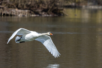 Mute swan, Cygnus olor flying over a lake in the English Garden in Munich, Germany