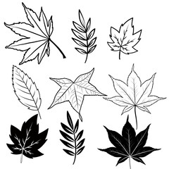 set of leaves in beautiful autumn