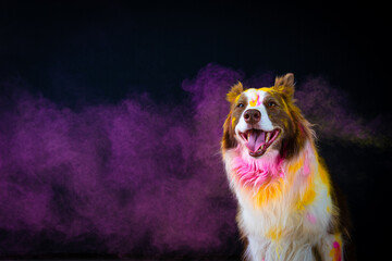 Border Collie com pó colorido em seu pelo