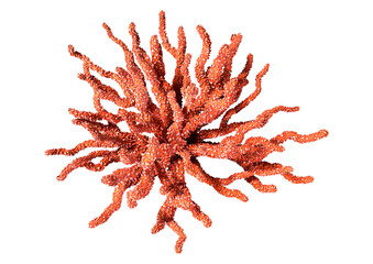 3D Rendering Red Coral on White © photosvac
