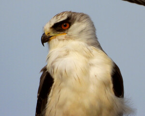 Black shouldered Kite - Portrait