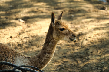 Vikuna (Lama vicugna) in the Paris zoologic park, formerly known as the Bois de Vincennes, 12th...